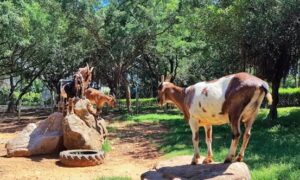 小叮噹科學園區