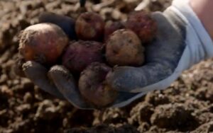 紐西蘭特色食物:Kūmara(地瓜)