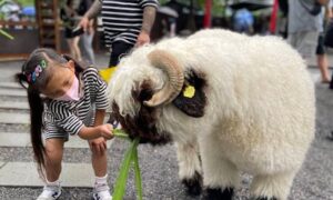 張美阿嬤農場停留時間