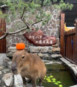 張美阿嬤農場停留時間 