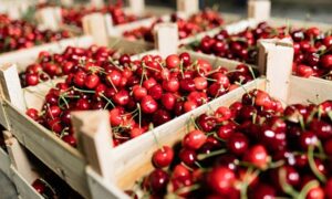 水果可以帶出國嗎