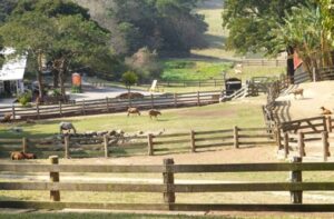 苗栗・飛牛牧場露營區