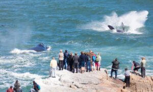 龜山島賞鯨月份