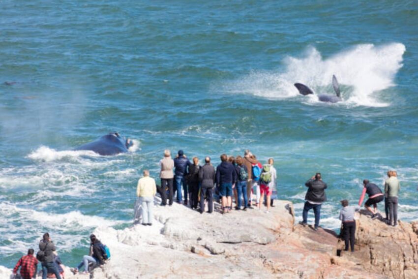 龜山島賞鯨月份