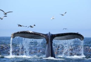 龜山島賞鯨月份