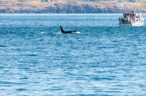 龜山島賞鯨月份