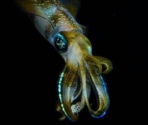 夜釣小管時間與季節