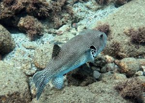 蘭嶼潛水注意事項