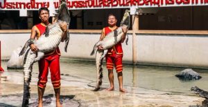 北欖府鱷魚農場