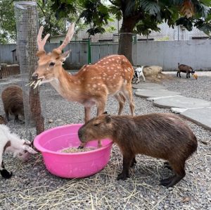 埔里親子景點1.水與松萌萌園