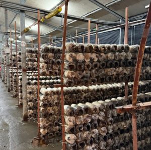 埔里親子景點2.豐年靈芝菇類生態農場