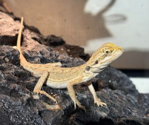 台北適合小朋友玩的地方