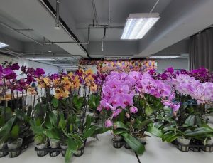 網上花店推介香港5. Flower Delivery Hong Kong