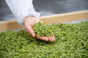 台灣出境茶葉限制